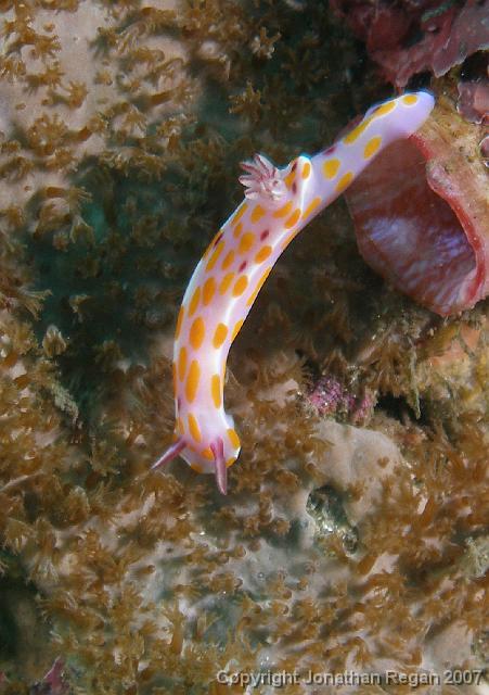 Sweet ceratosoma.jpg - Sweet Ceratosome